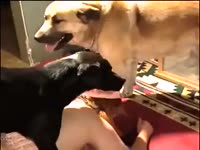 Sexy teen got her butthole fucked in dog anal sex